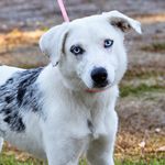 picture of a dog with blue eyes