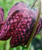 Fritillaria flower